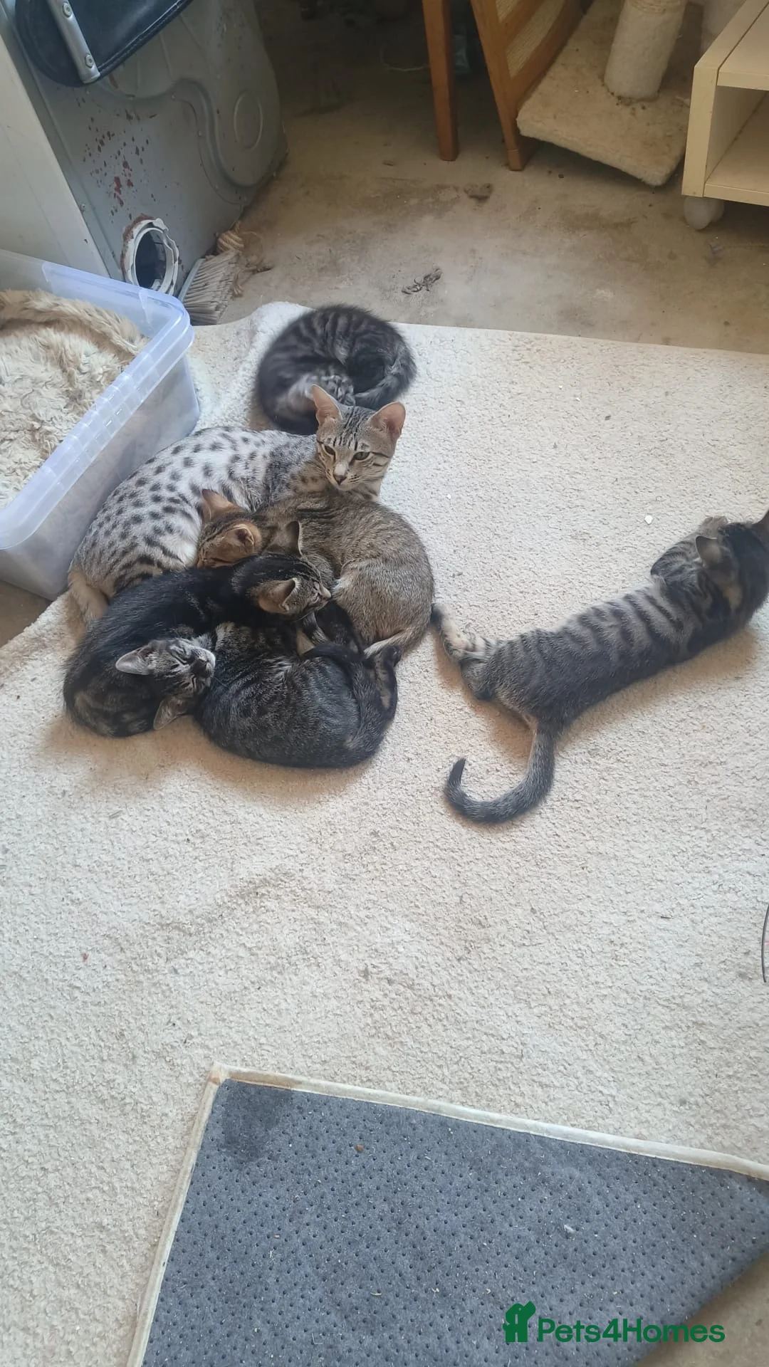 Mixed Breed cats for sale: Savannah x Domestic Black Tom Cat - Advert 2