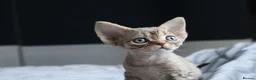 Devon Rex cats for sale: 🎉Beautiful, healthy and full pedigree Devon Rex🎉 - Advert 20
