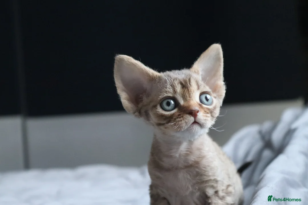 Devon Rex cats for sale: 🎉Beautiful, healthy and full pedigree Devon Rex🎉 - Advert 20