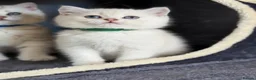 British Shorthair cats for sale: British sh kittens Golden point TICA - Advert 9