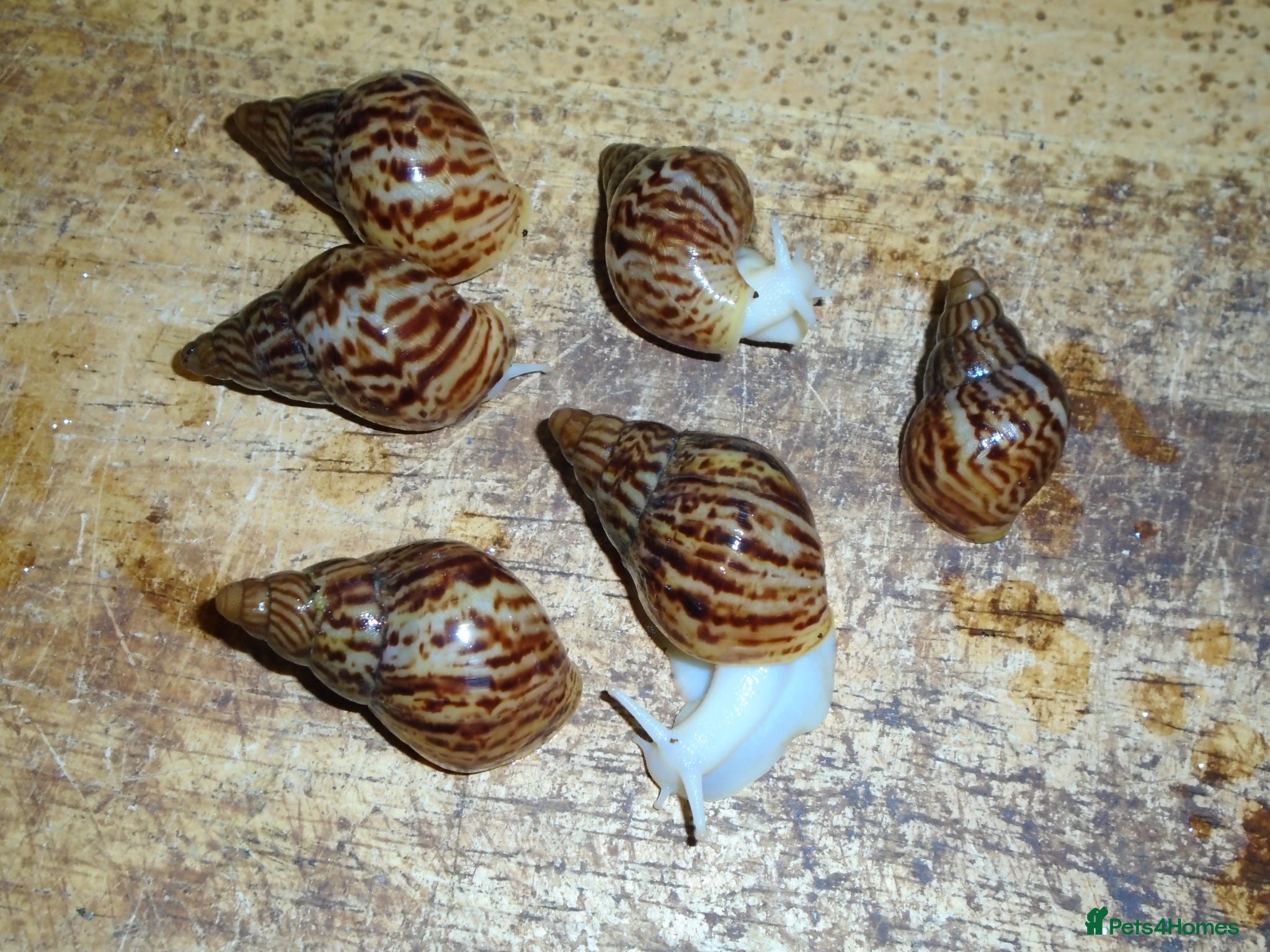 Snails invertebrates RETIC GIANT AFRICAN LAND SNAILS - Advert 1