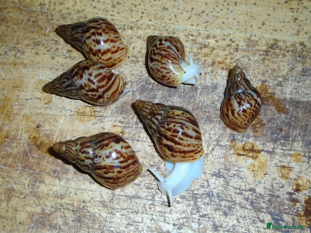 Snails invertebrates for sale: RETIC GIANT AFRICAN LAND SNAILS - Advert 1