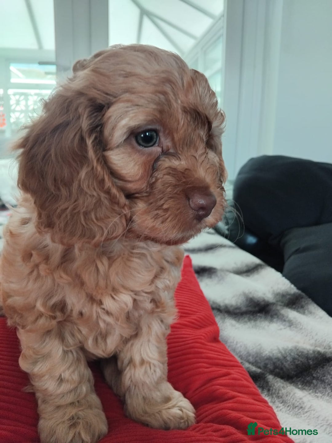 Cockapoo dogs for sale: Cockapoo puppies for Sale - Advert 8
