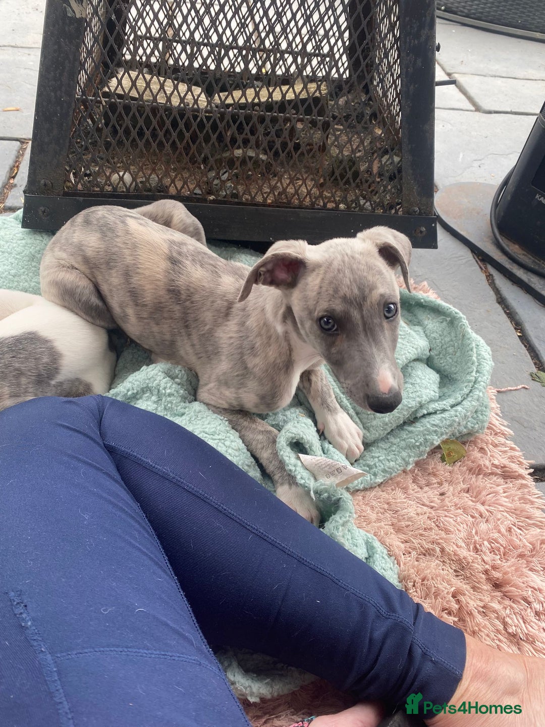 Whippet dogs for sale: Whippet blue a brindle  kc female puppy - Image 4