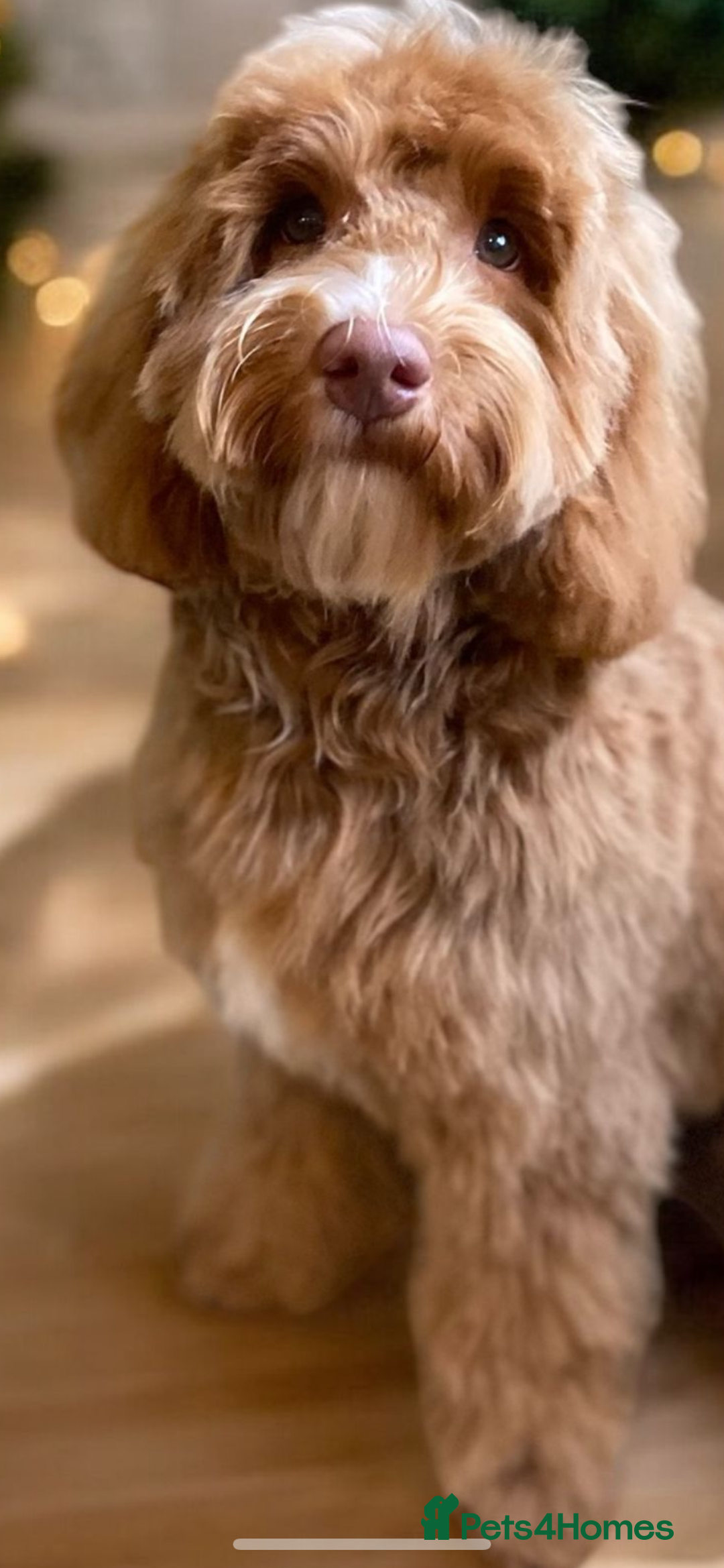 Labradoodle dogs for stud: 💯 Australian Cobberdog fully health tested - Advert 12