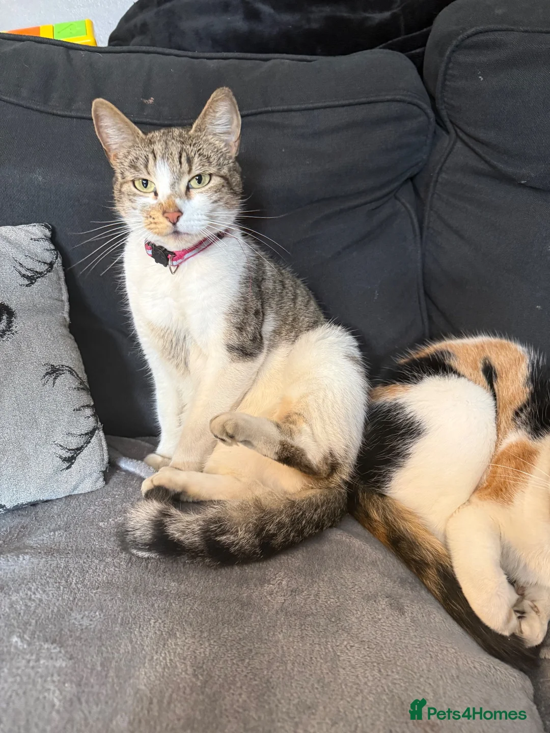 Domestic Shorthair cats for sale: Domestic shorthair kittens  - Advert 1