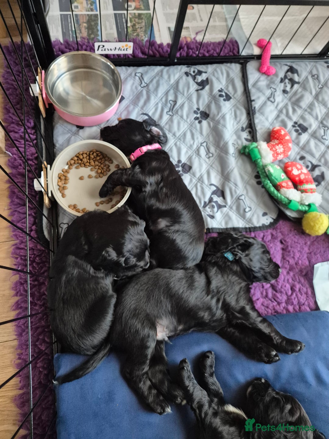 Cocker Spaniel dogs for sale: Stunning Working Cocker Spaniels - Advert 8