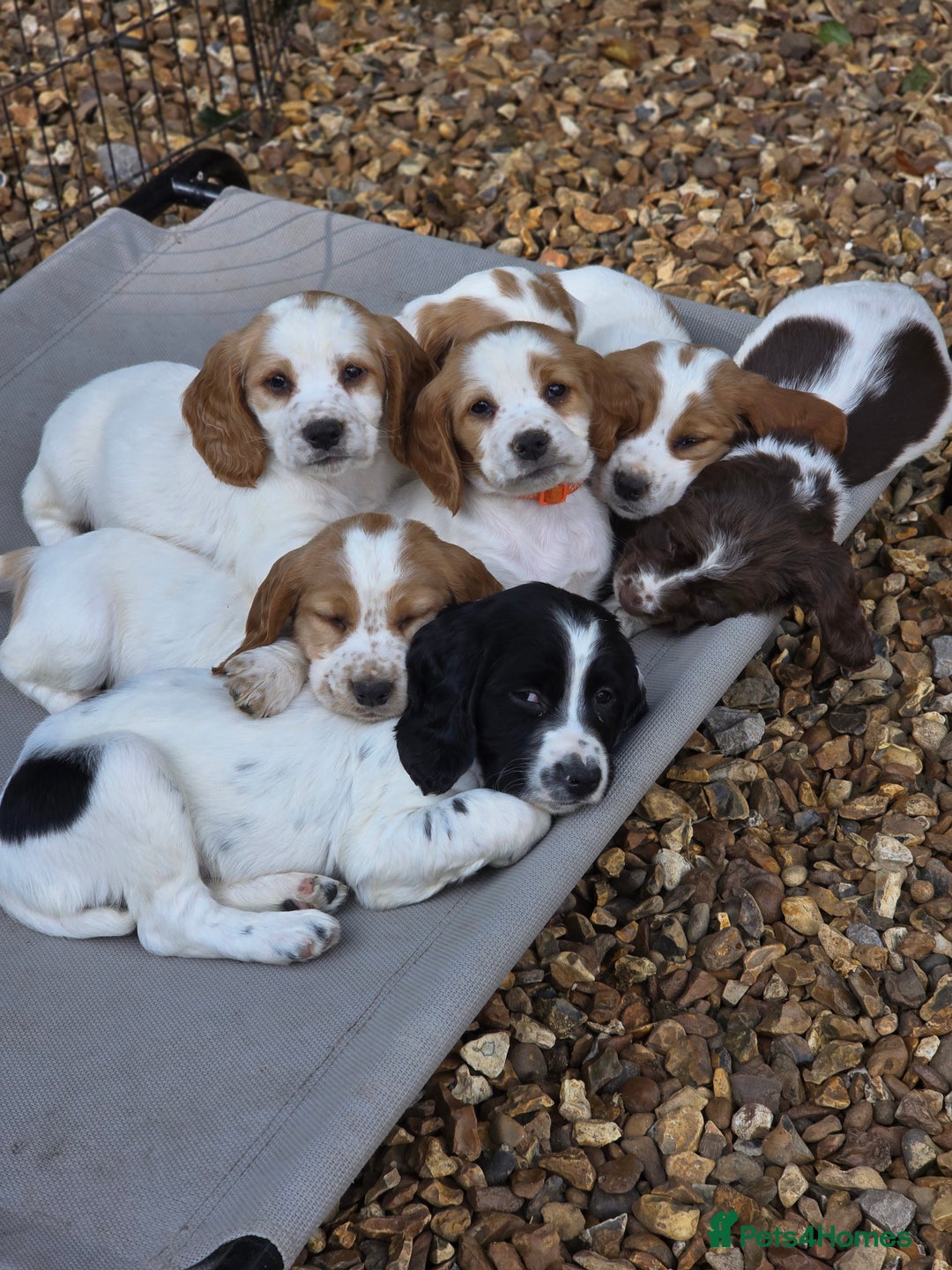 Sprocker dogs for sale: Hendrix the male sprocker available. - Image 34