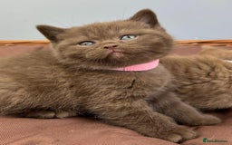 British Shorthair cats for sale: 5 Star - BSH Litter (Two Cinnamon, Fawn & Lilac) - Image 2