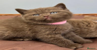 British Shorthair cats - Advert 3