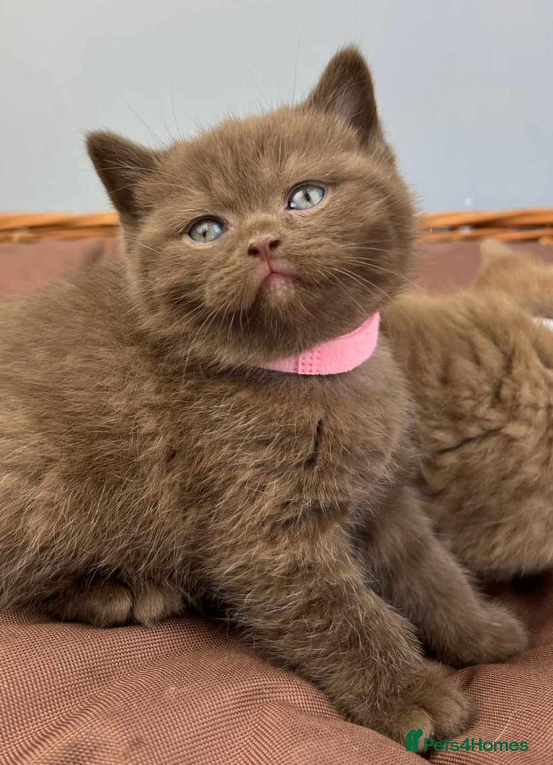 British Shorthair cats for sale: 5 Star - BSH Litter (Two Cinnamon, Fawn & Lilac) - Image 2