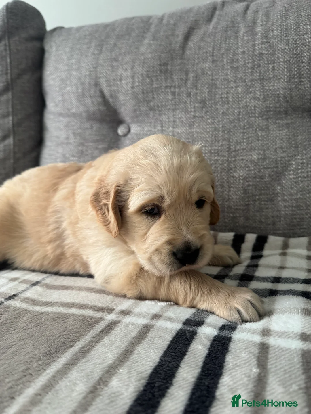 Golden Retriever dogs for sale: Beautiful KC registered Golden Retriever puppies - Advert 14