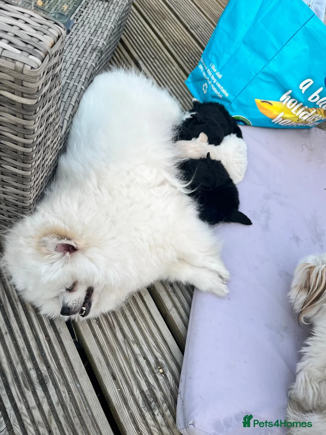 Pomapoo dogs for sale: Pomapoo - Advert 2