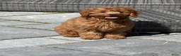 Cavapoo dogs for sale: Taz is looking for his new home - Advert 4