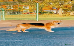 German Shepherd dogs for stud: German shepherd male for stud - Image 1