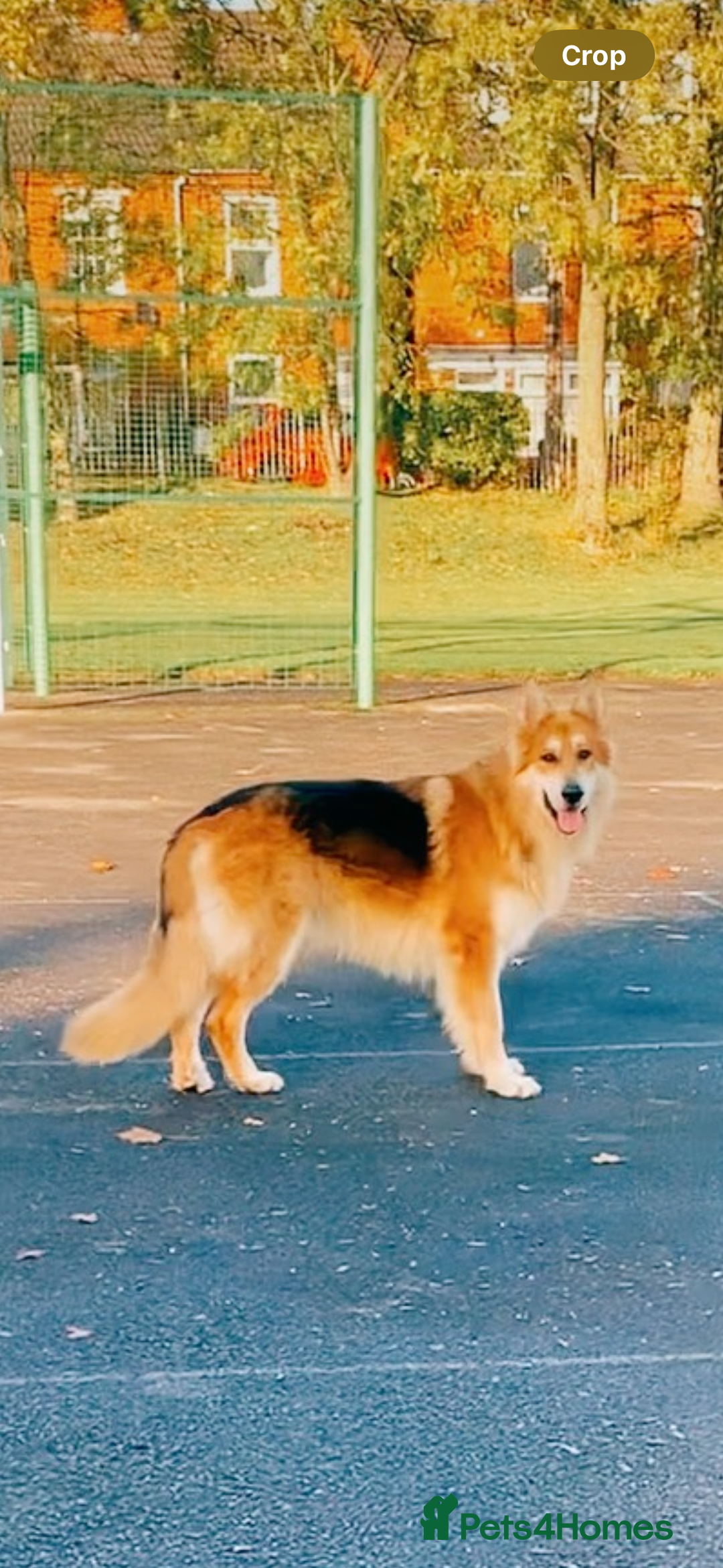German Shepherd dogs for stud: German shepherd male for stud - Image 1