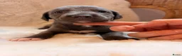 Mixed Breed dogs for sale: The most beautiful Beddie x whippet x collie  - Advert 6