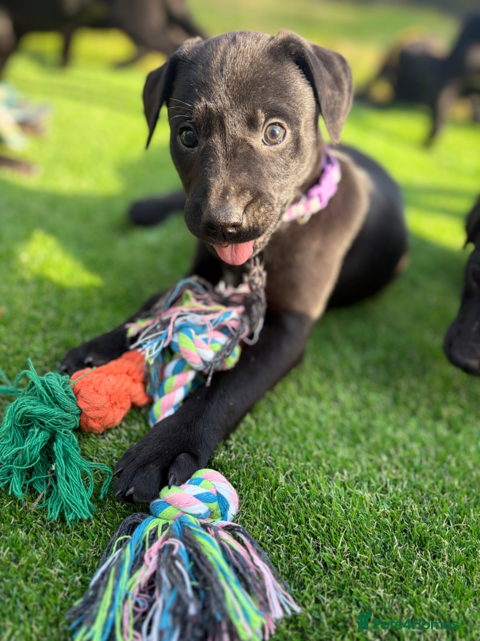Mixed Breed dogs Beautiful Labrador X puppies.  - Advert 8