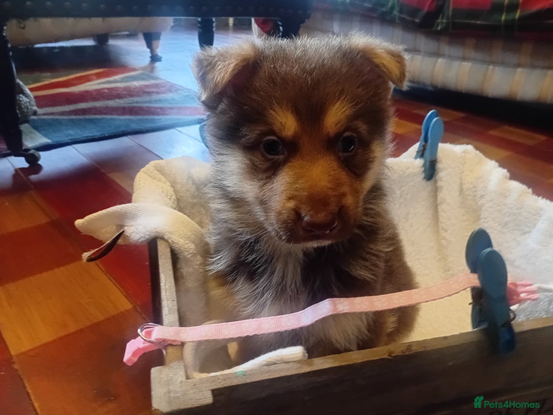 German Shepherd dogs for sale: Rare colours straight backed german shepherds - Advert 19