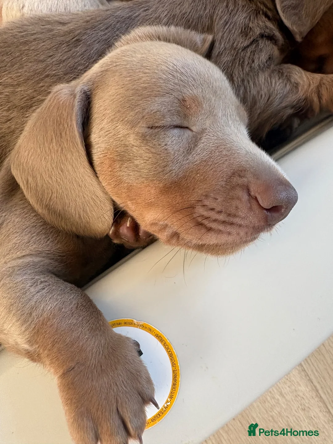 Miniature Dachshund dogs for sale: Mini dachshunds available  in Willenhall - Advert 2