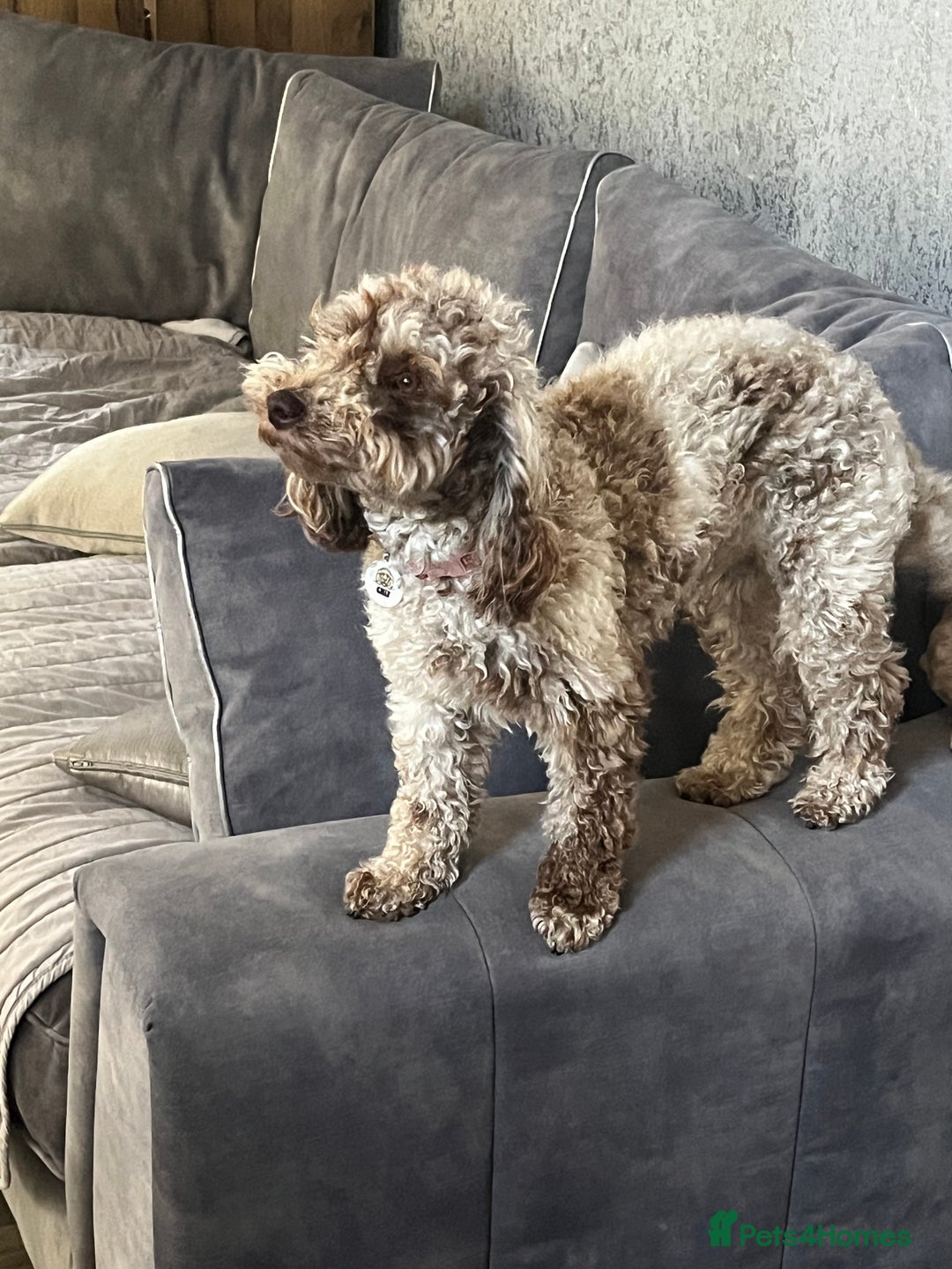 Miniature Poodle dogs for sale: Mini poodle - Image 2