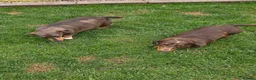 Miniature Dachshund dogs for sale: Kc registered min dachshunds bitches  - Advert 7