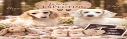 Miniature Dachshund dogs for sale: Cream and cream pied long hair dachshund  - Advert 1