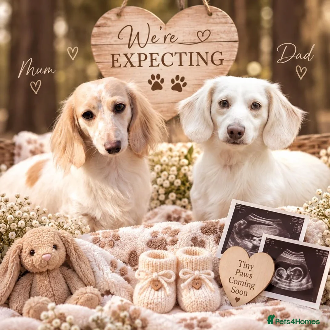 Miniature Dachshund dogs for sale: Cream and cream pied long hair dachshund  - Advert 1