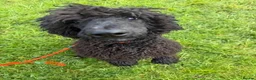 Standard Poodle dogs for sale: Standard poodle female - Advert 4
