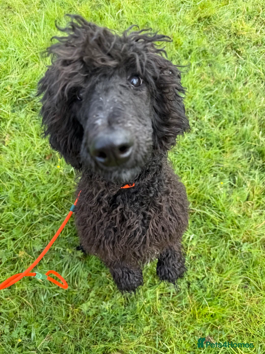 Standard Poodle dogs for sale: Standard poodle female - Advert 4