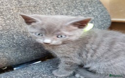 Mixed Breed cats for sale: Grey kittens  - Image 13