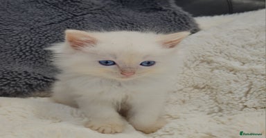 Ragdoll cats - Advert 11