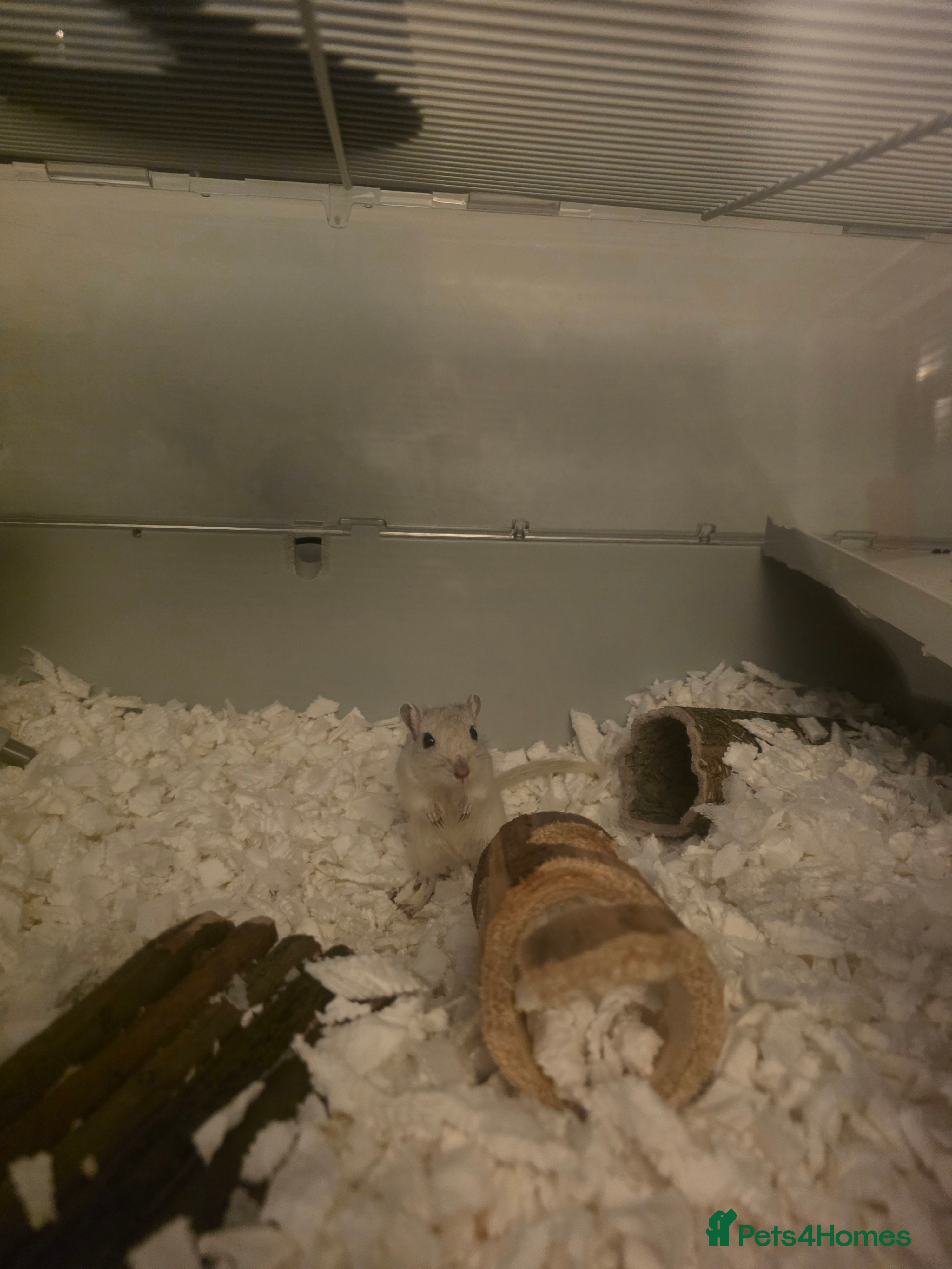 Gerbil rodents X2 Male Gerbils  - Advert 2