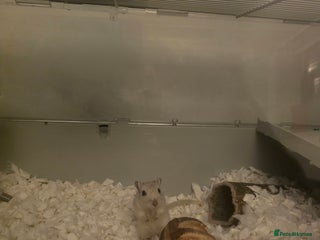 Gerbil rodents X2 Male Gerbils - Advert 2