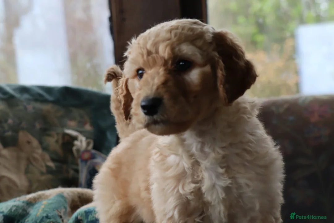 Labradoodle dogs for sale: Lovely Labradoodle Puppies - Advert 40