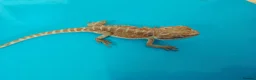 Bearded Dragon reptiles for sale: Bearded dragon  in Ashford - Advert 3