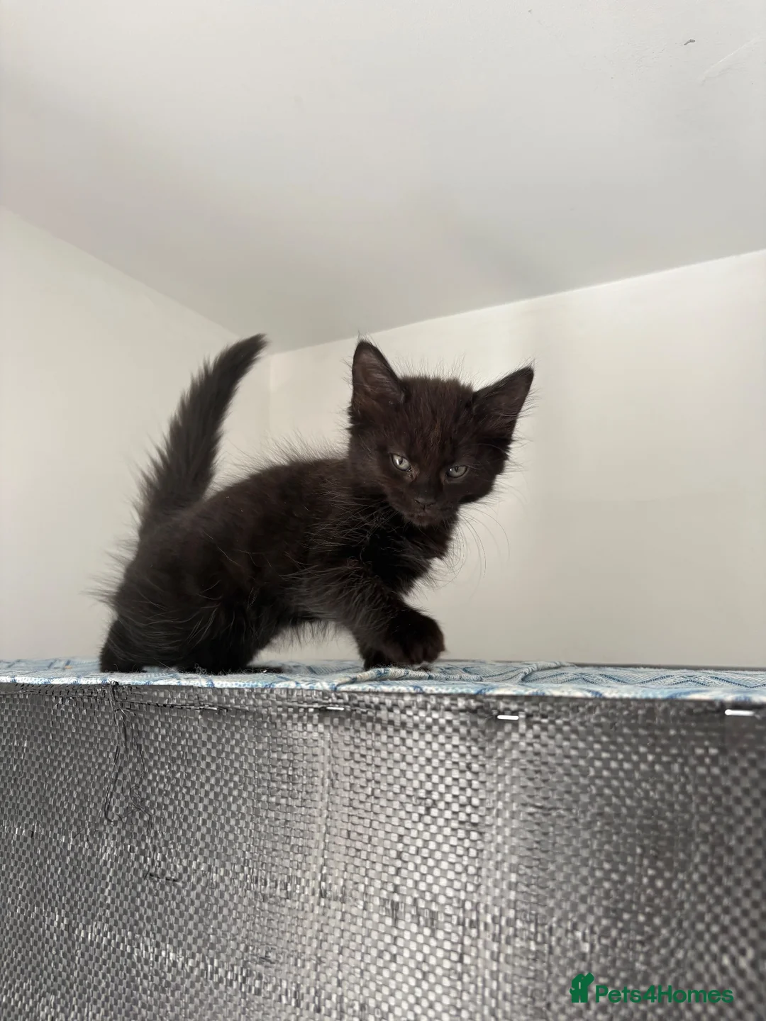 British Shorthair cats for sale: Kittens  - Advert 2
