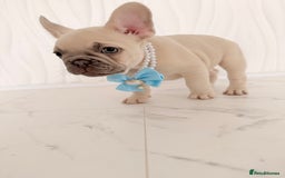 French Bulldog dogs for sale: Stunning platinum and lilac fawn boys and girls - Image 22