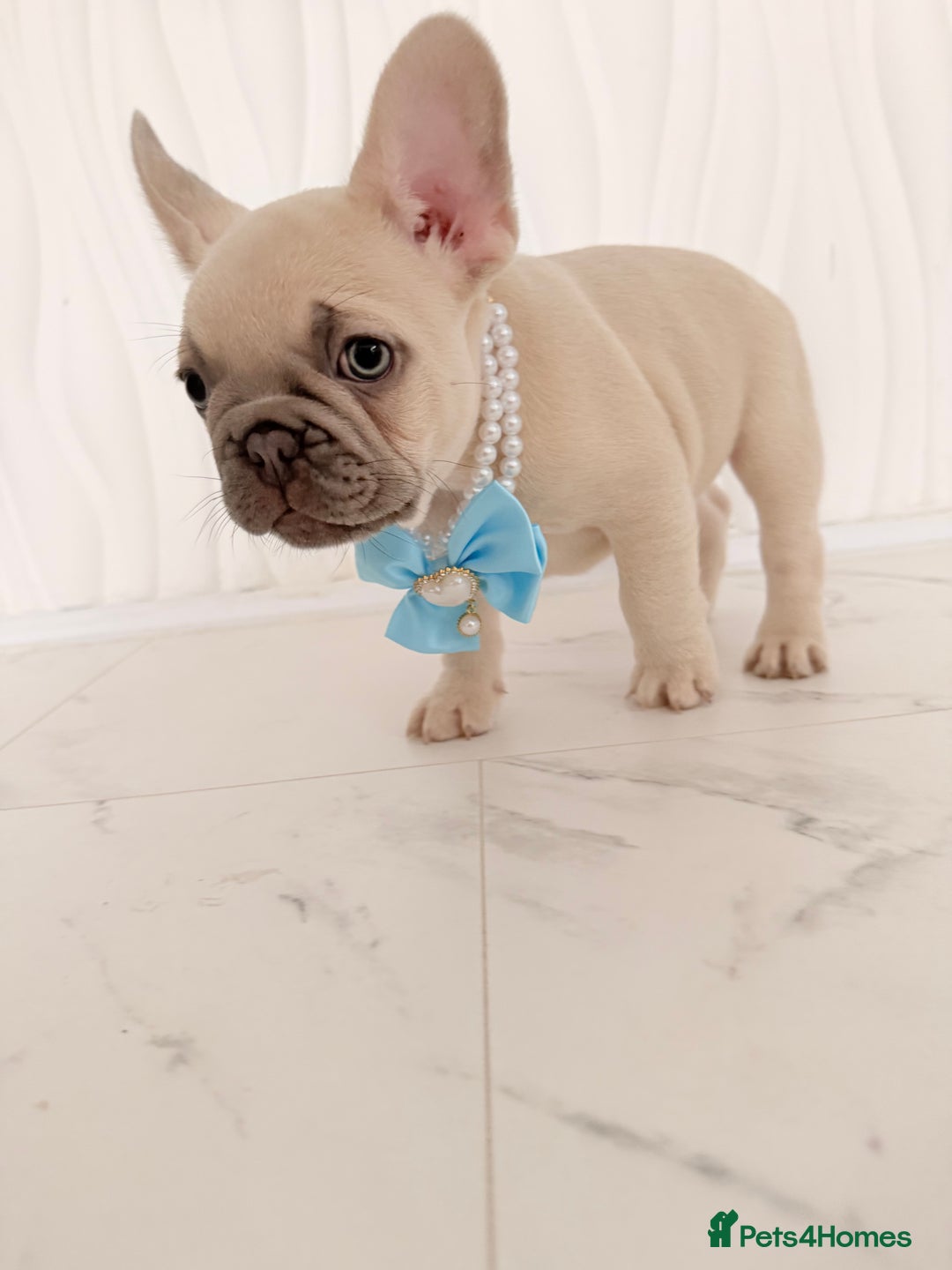 French Bulldog dogs for sale: Stunning platinum and lilac fawn boys and girls - Image 22