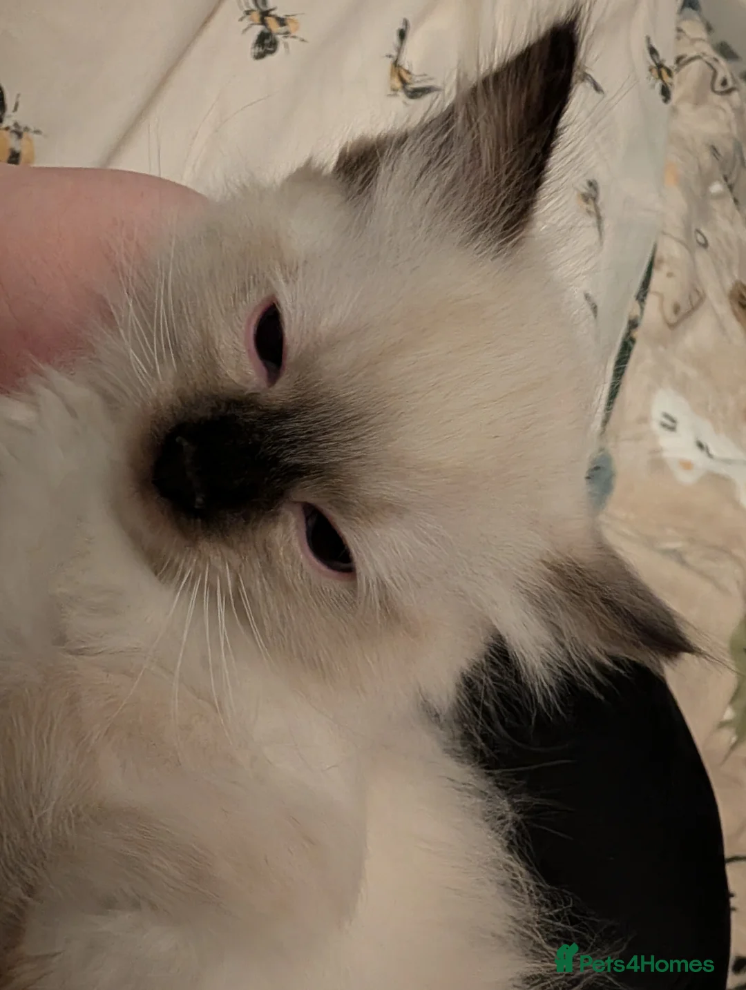 Ragdoll cats for sale: Purebred Ragdolls in Airdrie - Advert 2