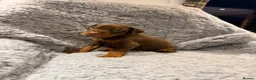 Dobermann dogs for sale: 8 stunning Doberman puppies  - Advert 6