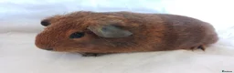 Guinea Pig rodents for sale: 2 lovely Brothers available as a pair  - Advert 2