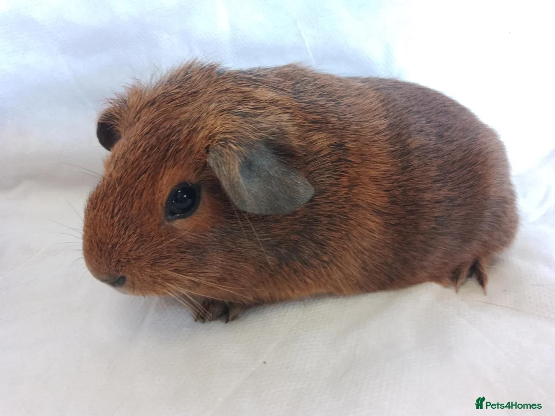 Guinea Pig rodents for sale: 2 lovely Brothers available as a pair  - Advert 2