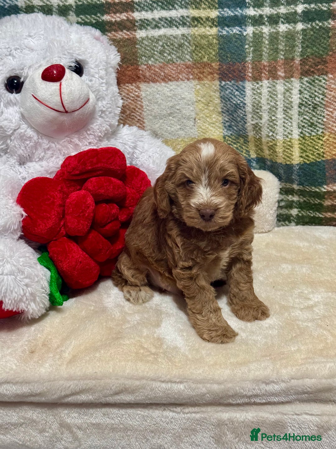 Cockapoo dogs for sale: 3 gorgeous boys F1 Cockerpoo puppies  - Advert 5