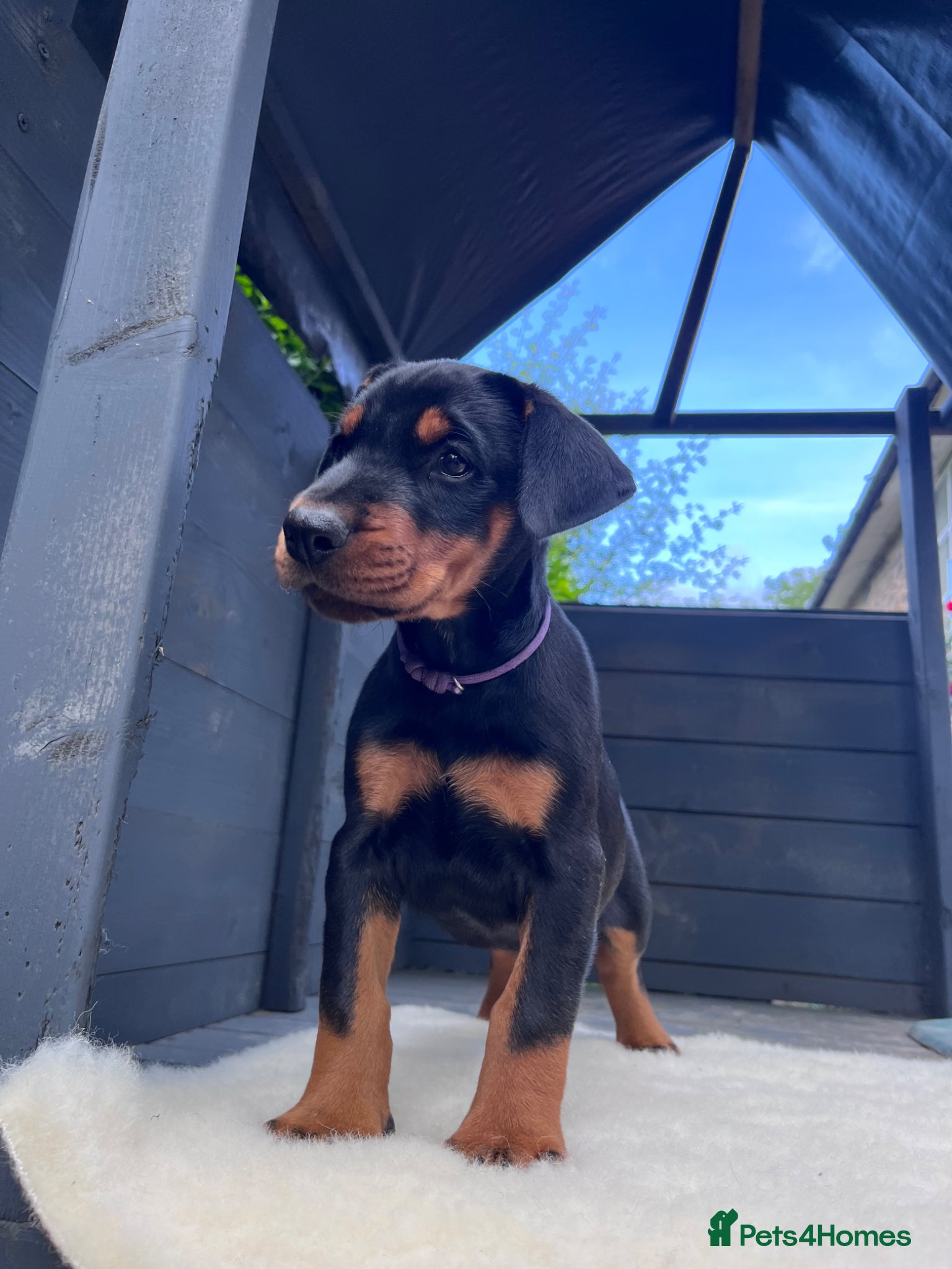 Dobermann dogs Outstanding KC Health tested Doberman puppies  - Advert 12