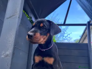 Dobermann dogs Outstanding KC Health tested Doberman puppies - Advert 12