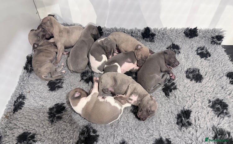 Whippet dogs - Advert 10