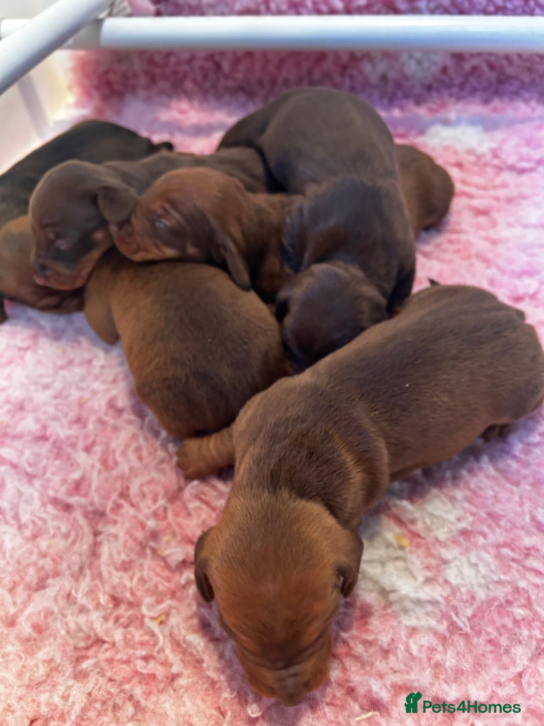 Dachshund dogs for sale: STUNNING KC REG STANDARD DACHSHUNDS  - Advert 7