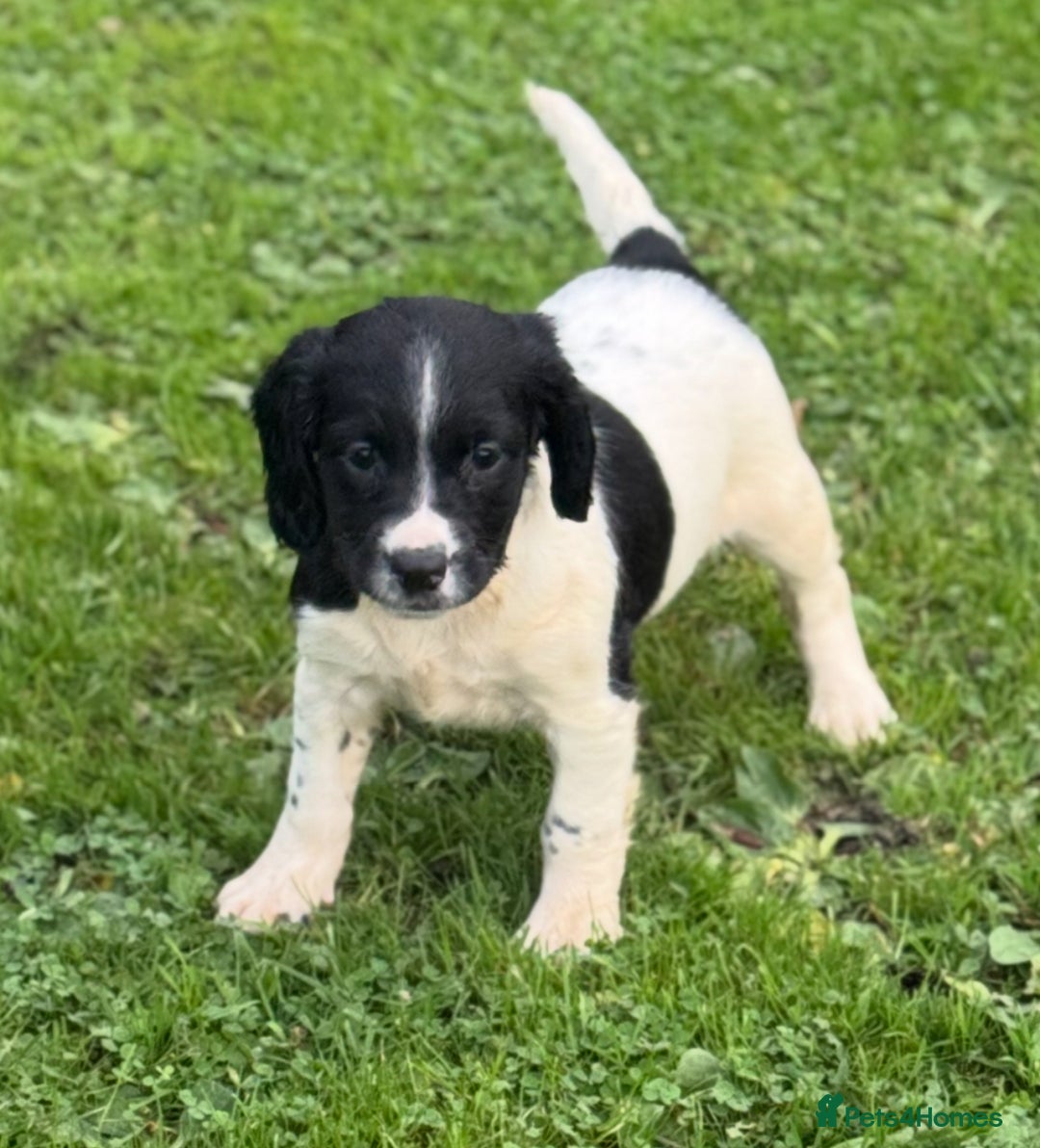 English Springer Spaniel dogs for sale: KC Calm English Springer Spaniel Puppies - Image 4