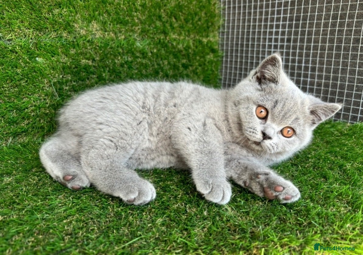British Shorthair cats STUNNING GCCF REG BRITISH SHORTHAIR KITTENS  - Advert 2